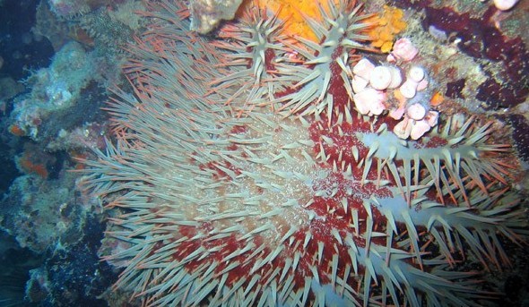 水下被海洋生物傷害到了該怎么辦？